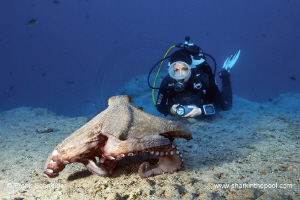 Model and octopus; Model: Ines; Nikon D3, Zoom f2.8/14-24... by Frank Schneider 